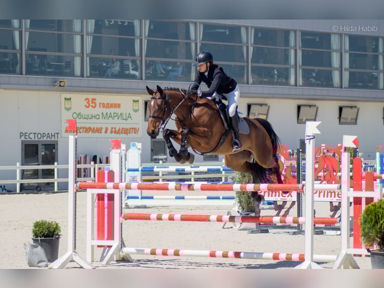 Hanoverian Mare 11 years 16,1 hh Bay in Ruse