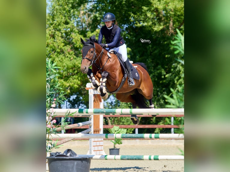 Hanoverian Mare 11 years 16,1 hh Bay in Ruse