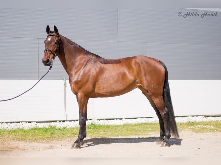 Hanoverian Mare 11 years 16,1 hh Bay in Ruse