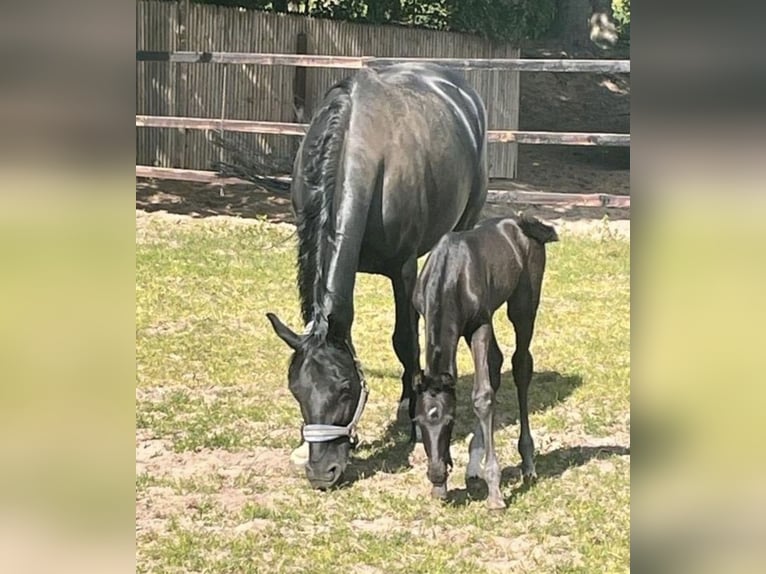 Hanoverian Mare 11 years 16,1 hh Black in Karlskron