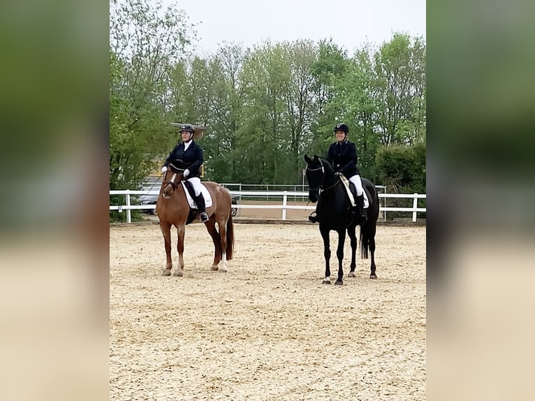 Hanoverian Mare 11 years 16,1 hh Black in Karlskron