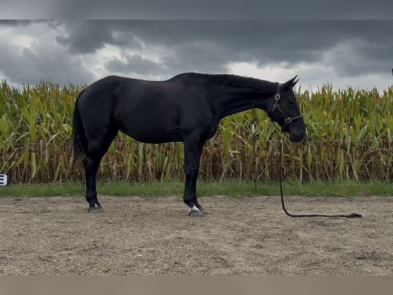 Hanoverian Mare 11 years 16,1 hh Black in Karlskron