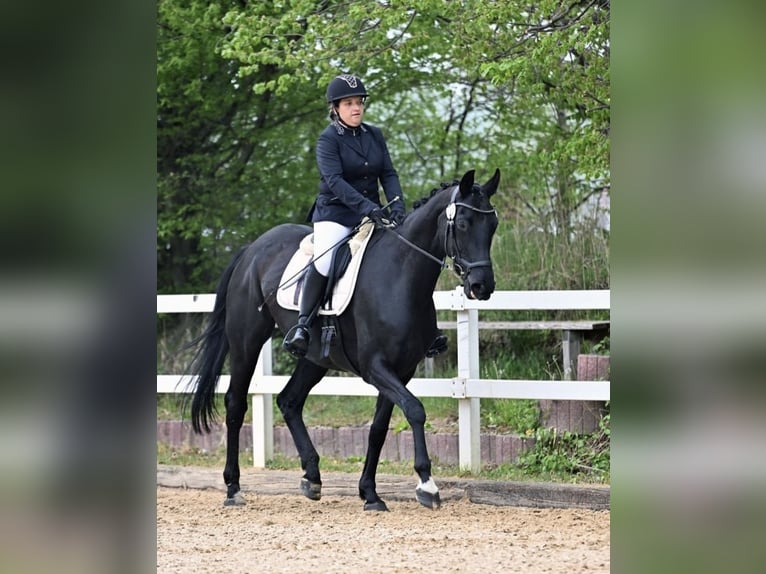 Hanoverian Mare 11 years 16,1 hh Black in Karlskron