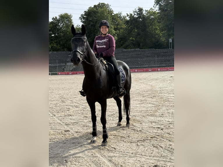 Hanoverian Mare 11 years 16,1 hh Black in Karlskron