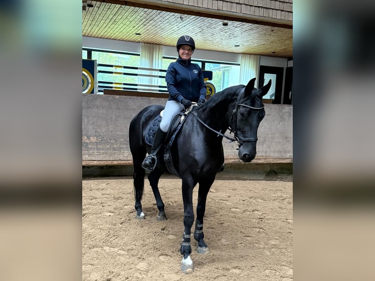Hanoverian Mare 11 years 16,1 hh Black in Karlskron