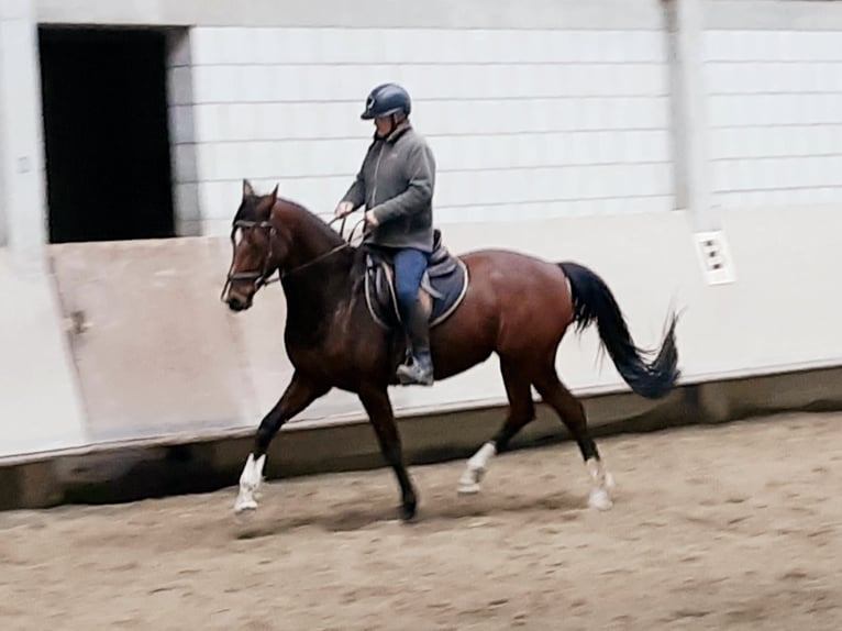 Hanoverian Mare 11 years 16,1 hh Brown in Grünkraut