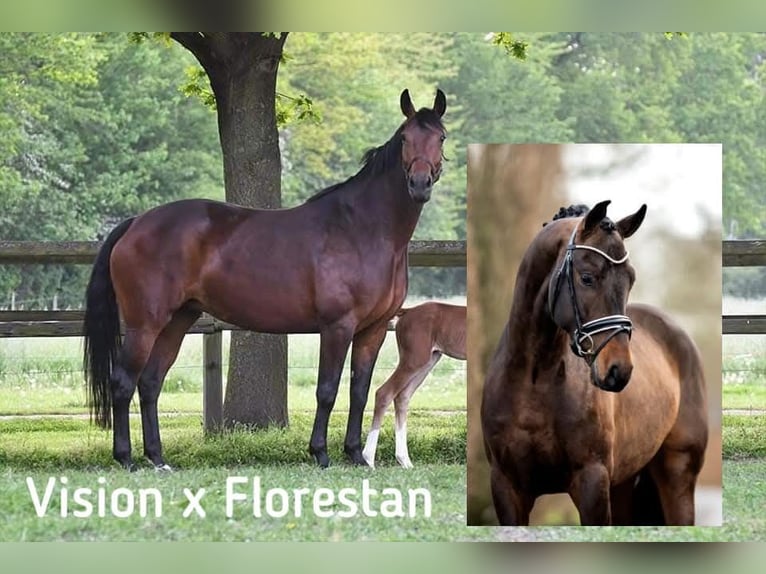 Hanoverian Mare 11 years 16,1 hh Brown in Ascheberg