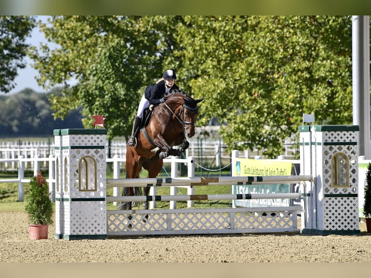 Hanoverian Mare 11 years 16,1 hh Brown in Perchtoldsdorf