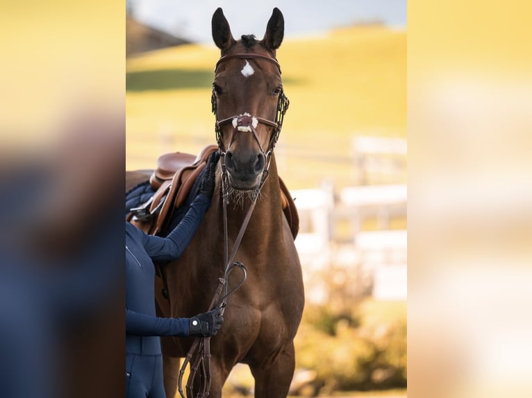 Hanoverian Mare 11 years 16,1 hh Brown in Fischbachau