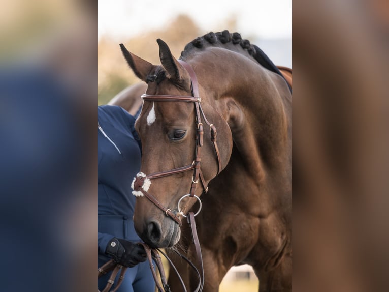 Hanoverian Mare 11 years 16,1 hh Brown in Fischbachau