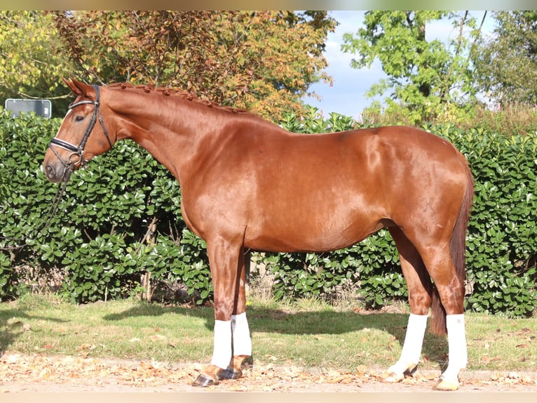 Hanoverian Mare 11 years 16,1 hh Chestnut-Red in Selsingen