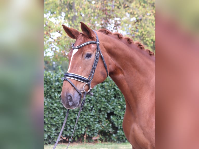 Hanoverian Mare 11 years 16,1 hh Chestnut-Red in Selsingen