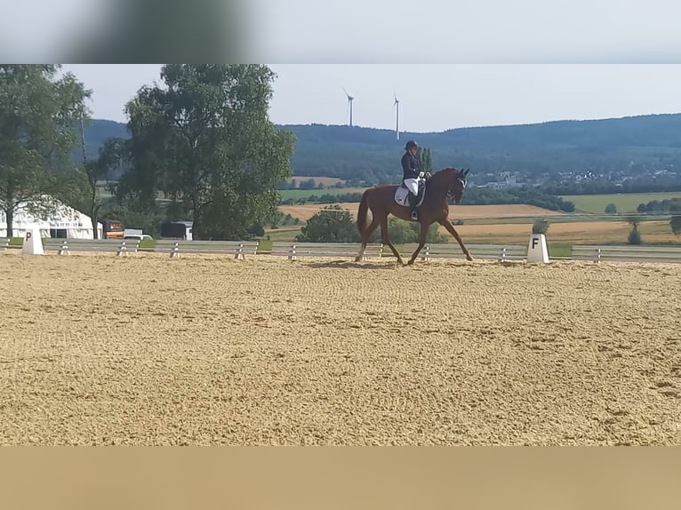 Hanoverian Mare 11 years 16,1 hh Chestnut-Red in Spall