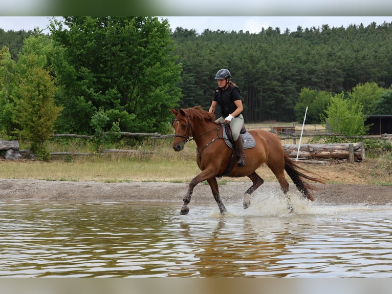Hanoverian Mare 11 years 16,1 hh Chestnut-Red in Pr&#xF6;tzel HarnekopPr&#xF6;tzel