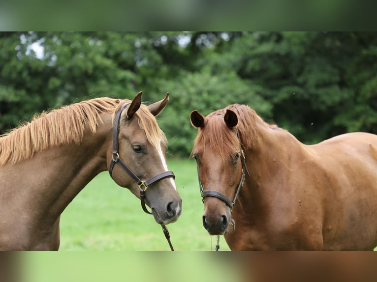 Hanoverian Mare 11 years 16,1 hh Chestnut-Red in Pr&#xF6;tzel HarnekopPr&#xF6;tzel