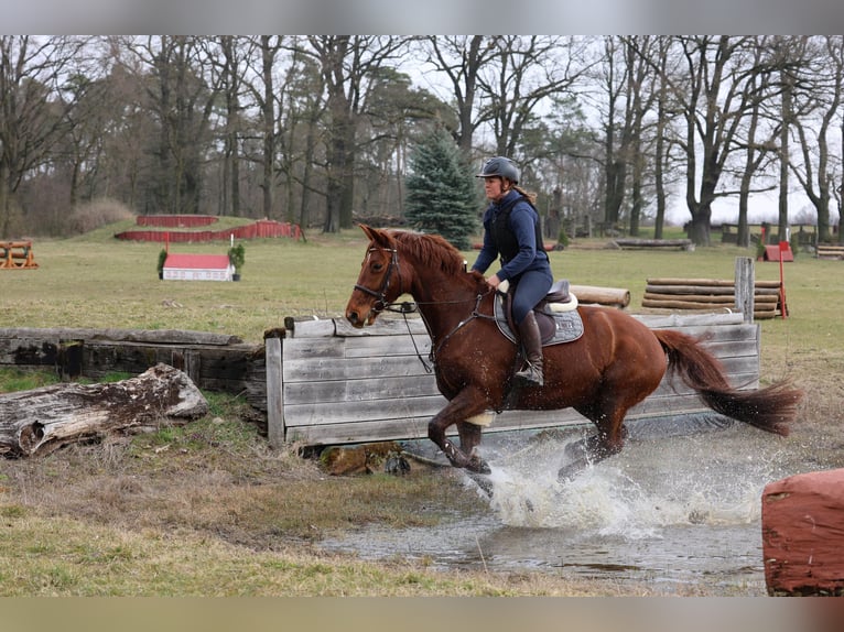 Hanoverian Mare 11 years 16,1 hh Chestnut-Red in Prötzel HarnekopPrötzel