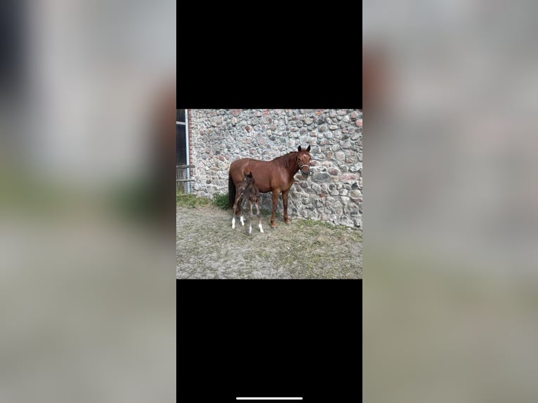 Hanoverian Mare 11 years 16,1 hh Chestnut-Red in Prötzel HarnekopPrötzel