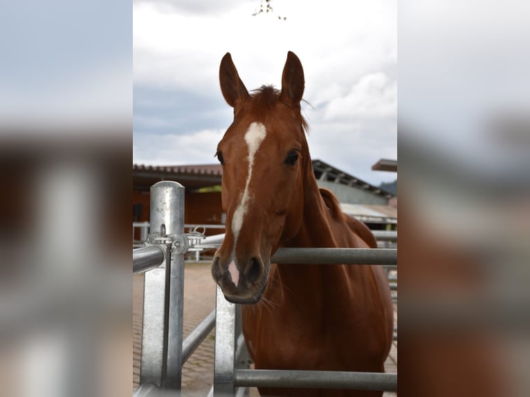 Hanoverian Mare 11 years 16,1 hh Chestnut-Red in Triesen