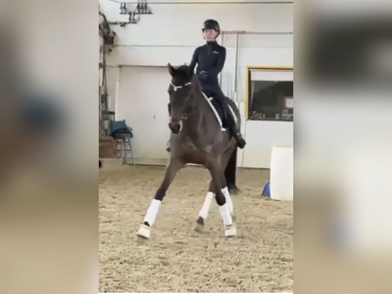 Hanoverian Mare 11 years 16,2 hh Bay-Dark in HassendorfSottrum