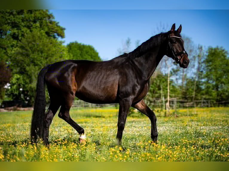 Hanoverian Mare 11 years 16,2 hh Bay-Dark in M&#xFC;nchen