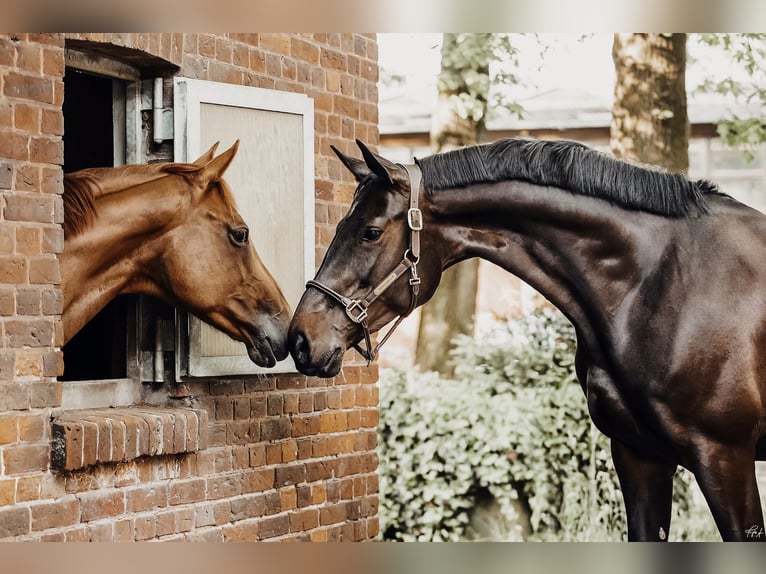 Hanoverian Mare 11 years 16,2 hh Bay-Dark in Halle