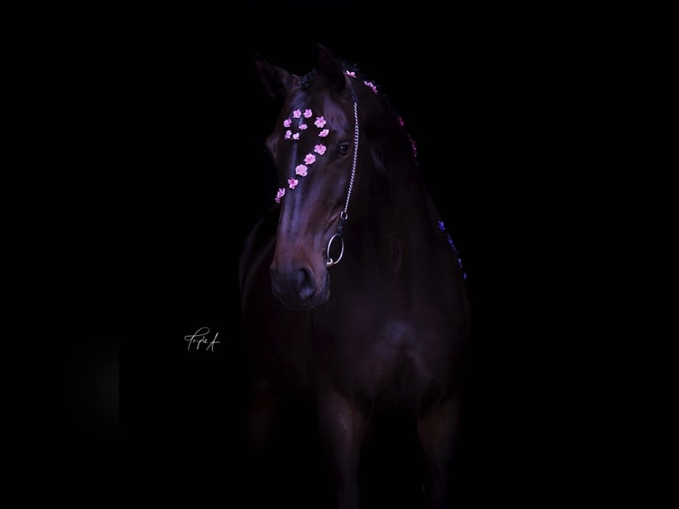 Hanoverian Mare 11 years 16,2 hh Bay-Dark in Halle
