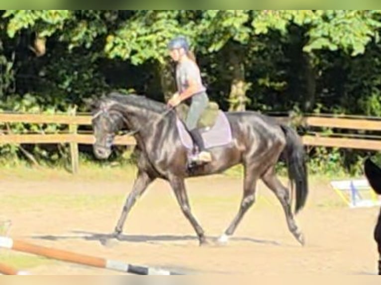 Hanoverian Mare 11 years 16,2 hh Black in Braunschweig