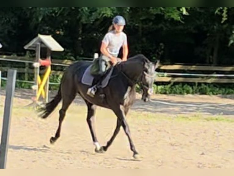 Hanoverian Mare 11 years 16,2 hh Black in Braunschweig