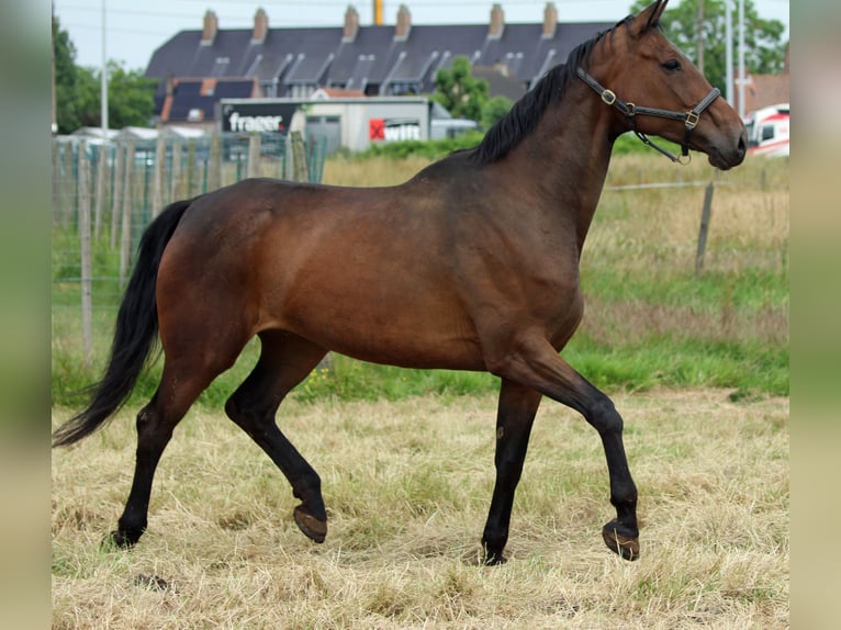 Hanoverian Mare 11 years 16,2 hh Brown in BEVEREN-LEIE Hanoverian Mare 11 years 16,2 hh Brown in BEVEREN-LEIE