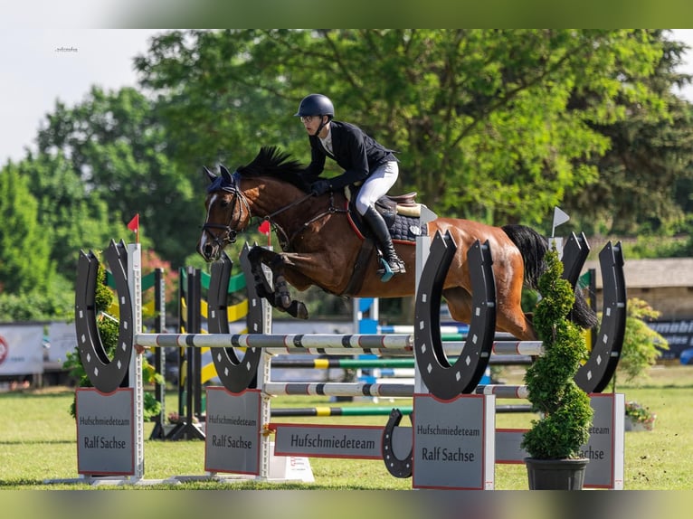 Hanoverian Mare 11 years 16,2 hh Brown in Burgwedel