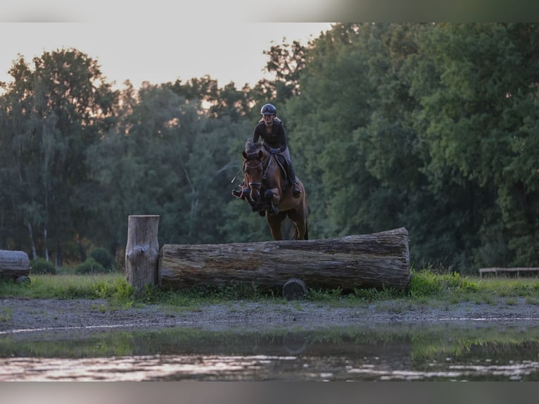 Hanoverian Mare 11 years 16,2 hh Brown in V&#xF6;gelsen
