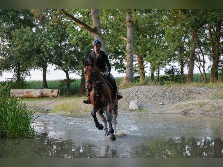 Hanoverian Mare 11 years 16,2 hh Brown in V&#xF6;gelsen