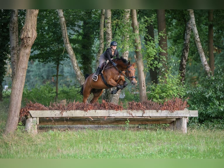 Hanoverian Mare 11 years 16,2 hh Brown in V&#xF6;gelsen