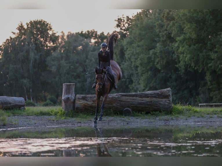 Hanoverian Mare 11 years 16,2 hh Brown in V&#xF6;gelsen