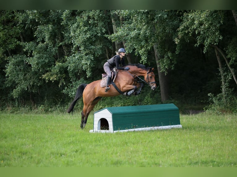 Hanoverian Mare 11 years 16,2 hh Brown in V&#xF6;gelsen