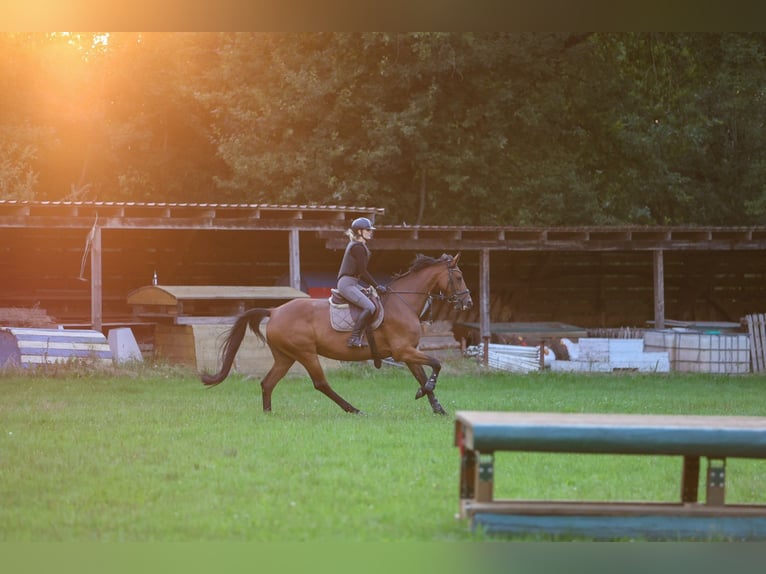 Hanoverian Mare 11 years 16,2 hh Brown in V&#xF6;gelsen