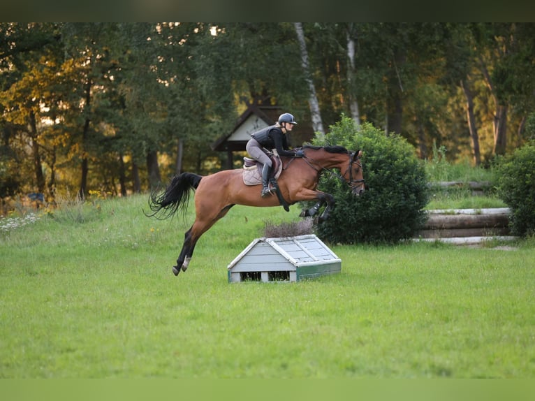 Hanoverian Mare 11 years 16,2 hh Brown in V&#xF6;gelsen