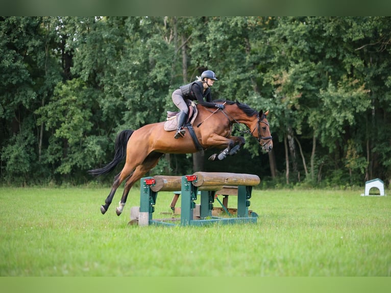 Hanoverian Mare 11 years 16,2 hh Brown in V&#xF6;gelsen