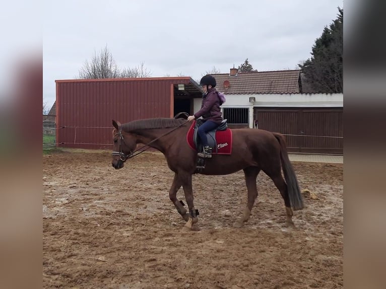 Hanoverian Mare 11 years 16,2 hh Chestnut-Red in Schachdorf Ströbeck