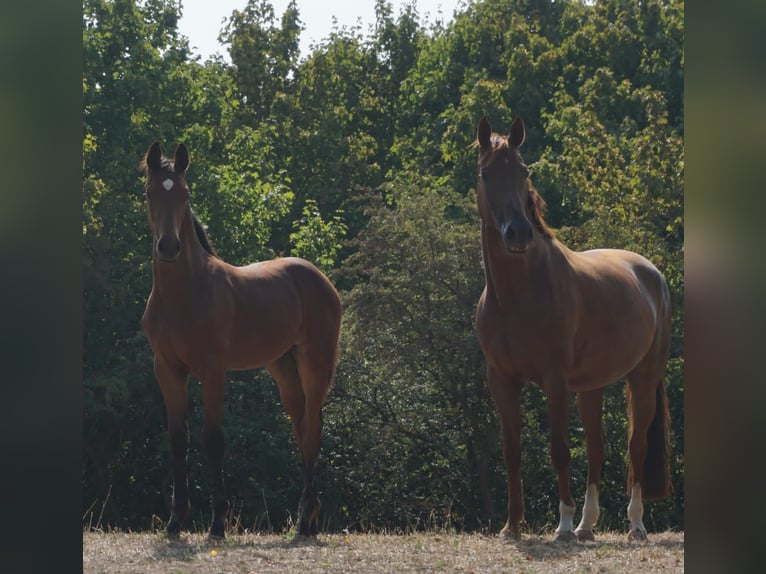 Hanoverian Mare 11 years 16,2 hh Chestnut-Red in Schachdorf Ströbeck