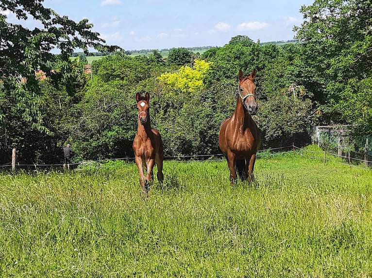 Hanoverian Mare 11 years 16,2 hh Chestnut-Red in Schachdorf Ströbeck