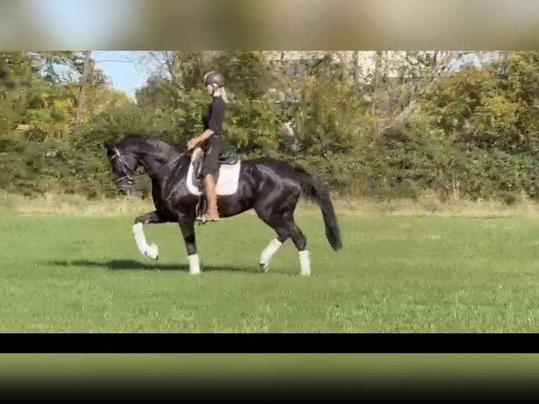 Hanoverian Mare 11 years 16,3 hh Black in Hamm