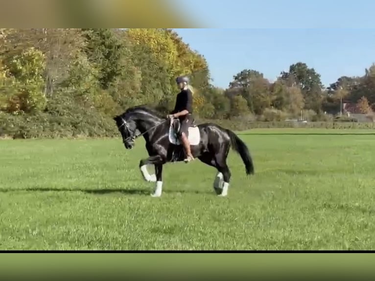 Hanoverian Mare 11 years 16,3 hh Black in Hamm