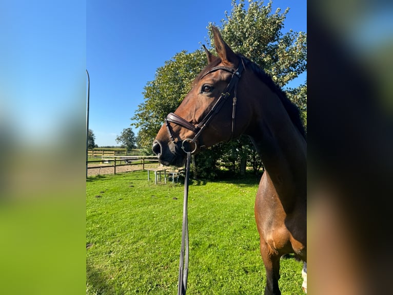 Hanoverian Mare 11 years 17.1 hh Brown in Emkendorf