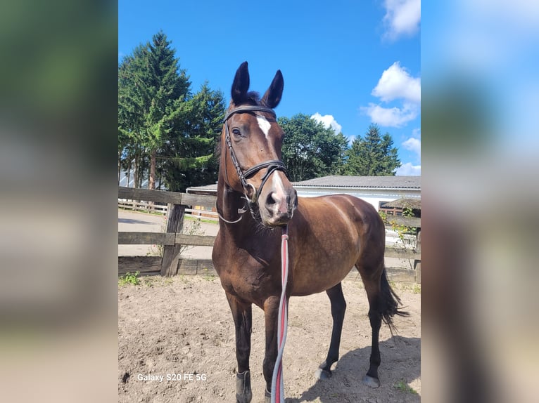 Hanoverian Mare 11 years 17 hh Bay-Dark in Grevesm&#xFC;hlen