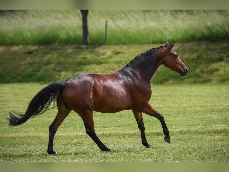 Hanoverian Mare 11 years 17 hh Brown in Altenstadt