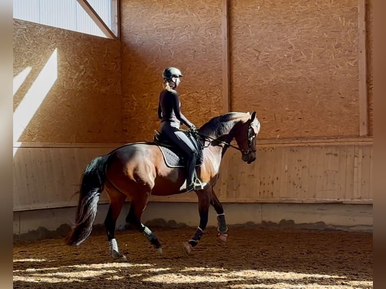 Hanoverian Mare 11 years 17 hh Brown in Altenstadt