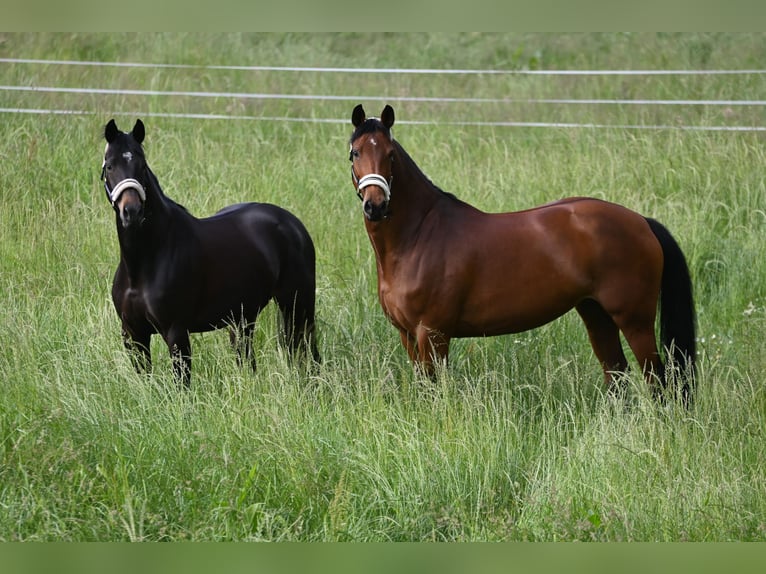 Hanoverian Mare 11 years 17 hh Brown in Oerlinghausen