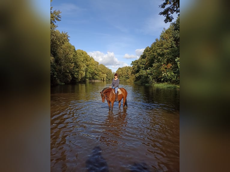 Hanoverian Mare 11 years 17 hh Brown in Oerlinghausen