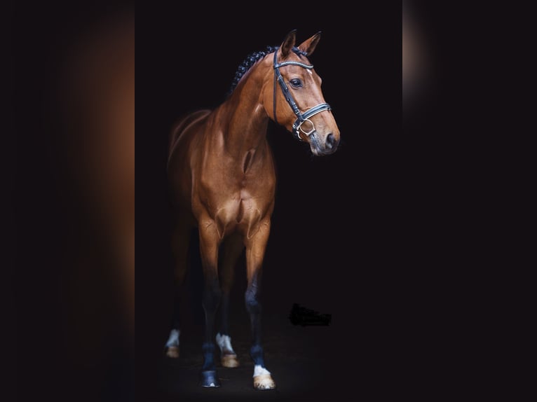 Hanoverian Mare 11 years 17 hh Brown in Oerlinghausen